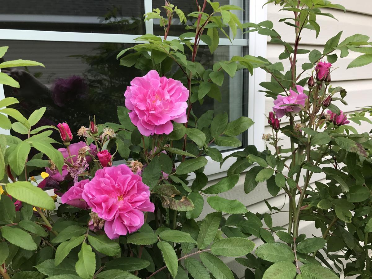 Alaska Garden Gate B&B Palmer Dış mekan fotoğraf